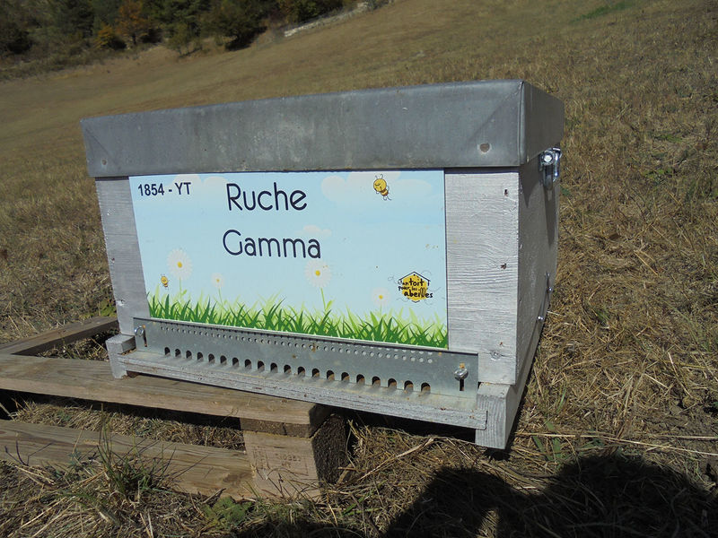 La ruche Gamma