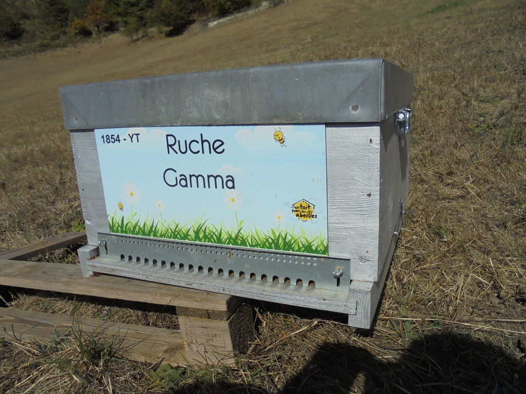 La ruche Gamma