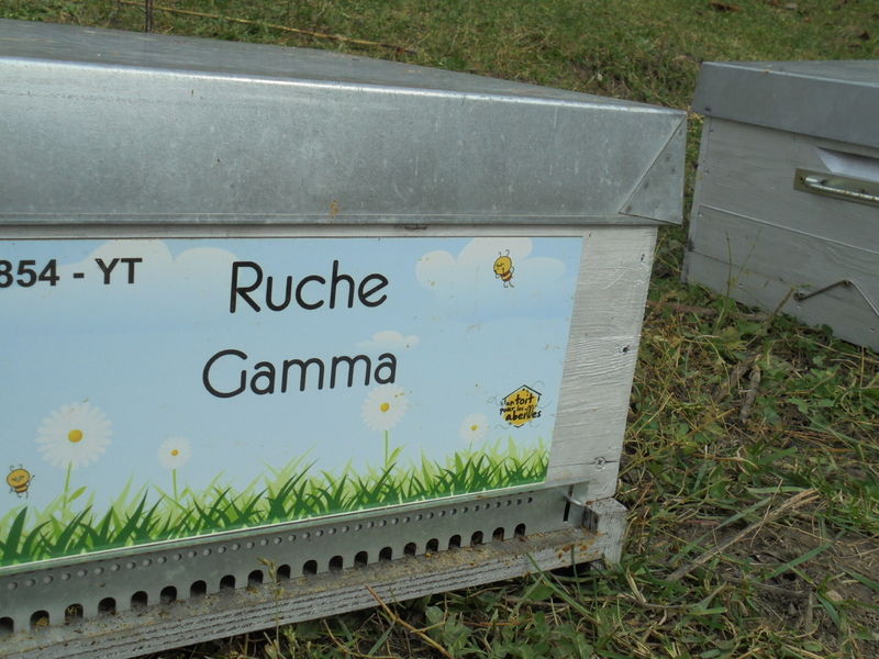 La ruche Gamma