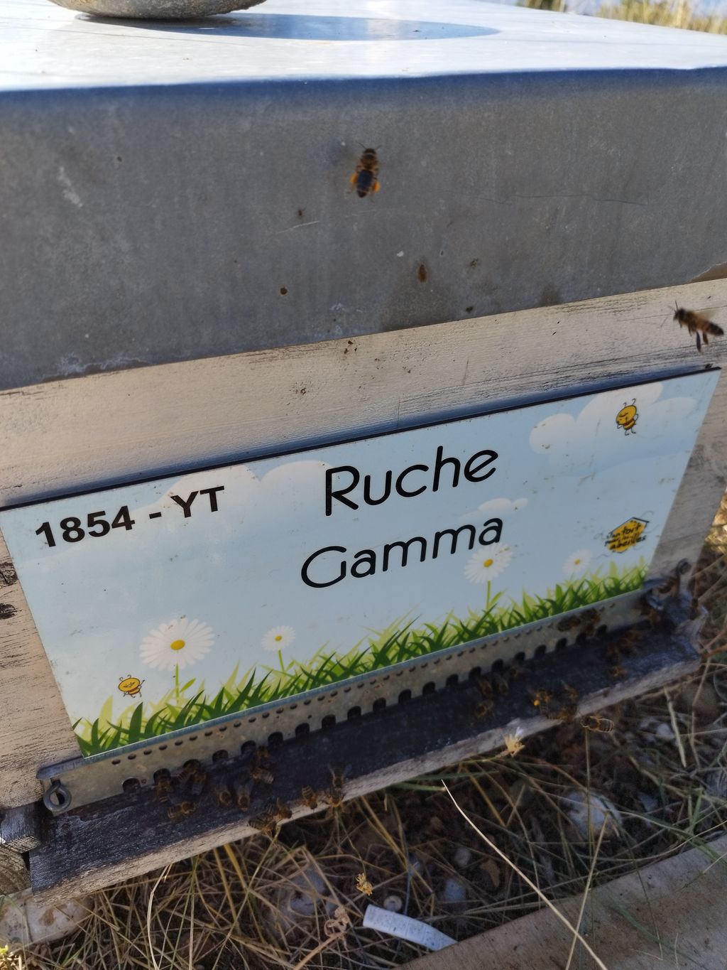 La ruche Gamma