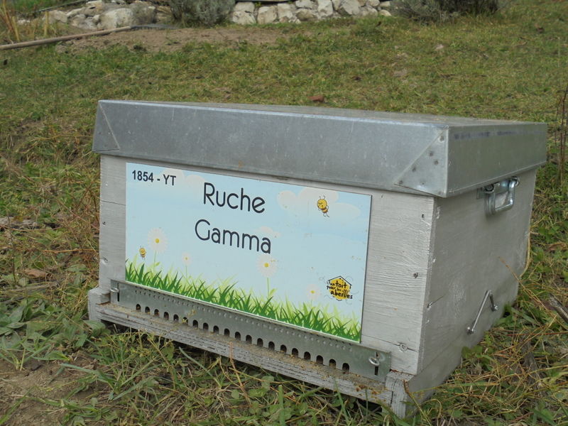 La ruche Gamma
