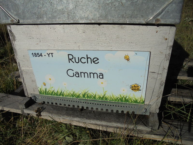 La ruche Gamma