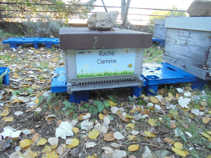 La ruche Gamma