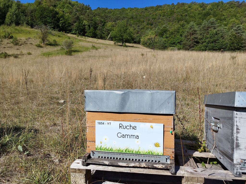 La ruche Gamma