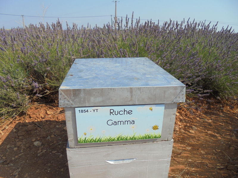 La ruche Gamma