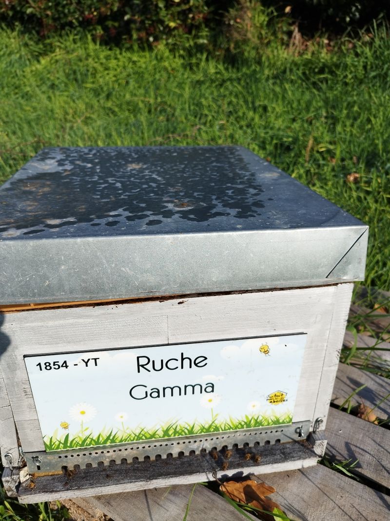 La ruche Gamma