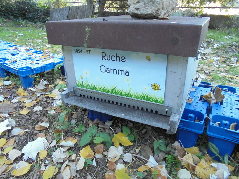 La ruche Gamma
