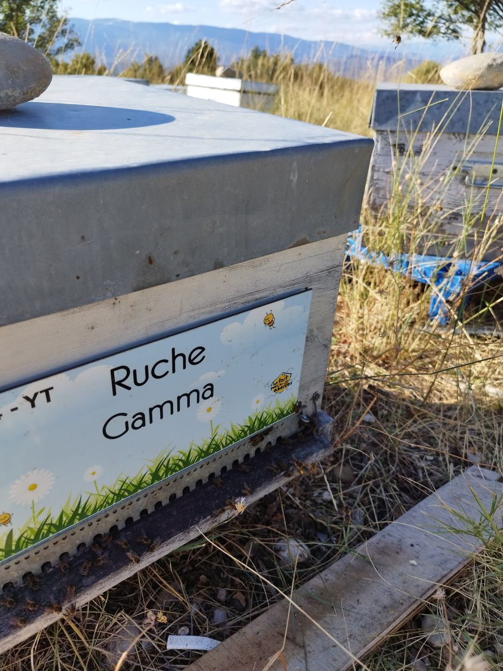 La ruche Gamma