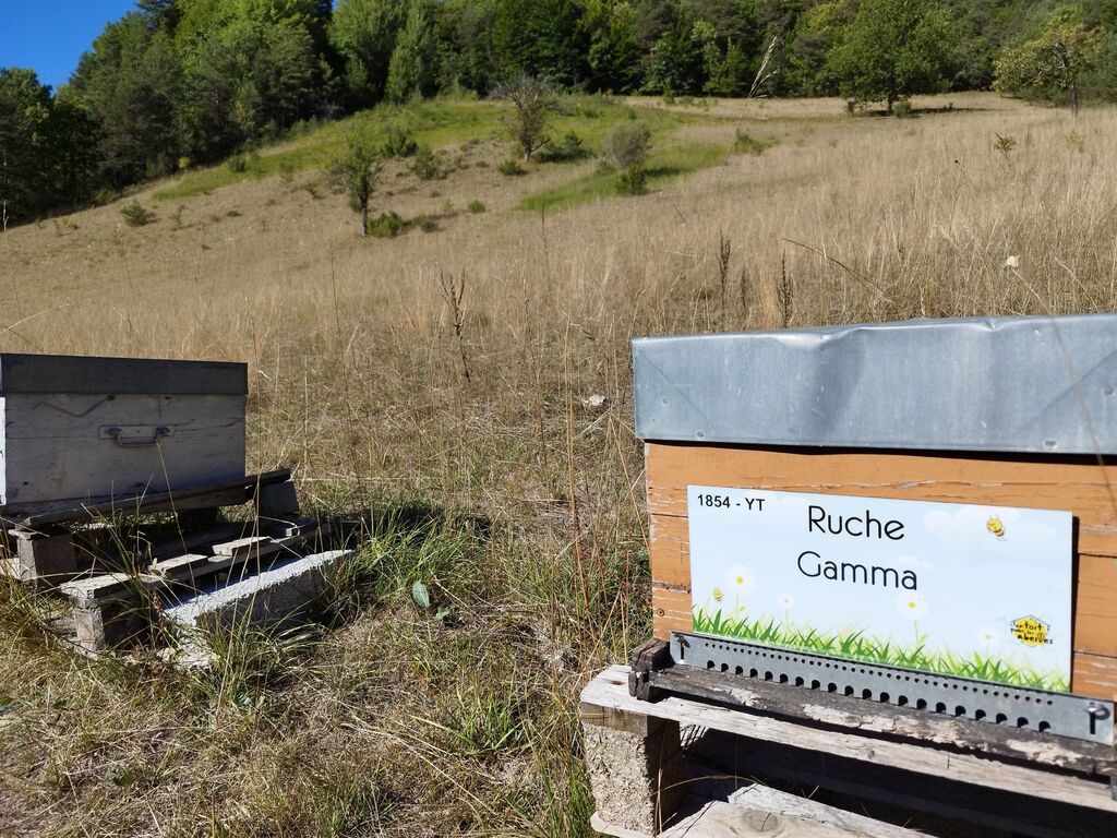 La ruche Gamma