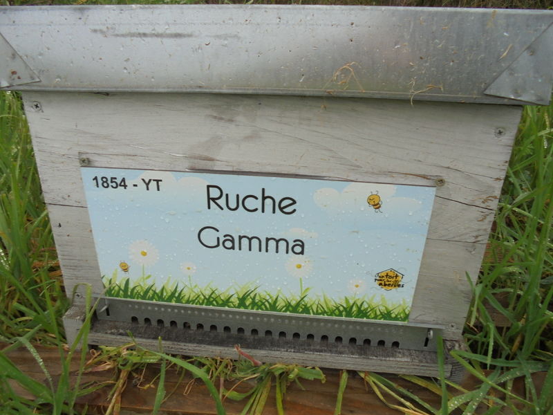 La ruche Gamma