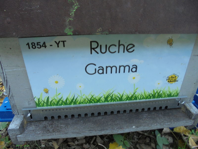 La ruche Gamma