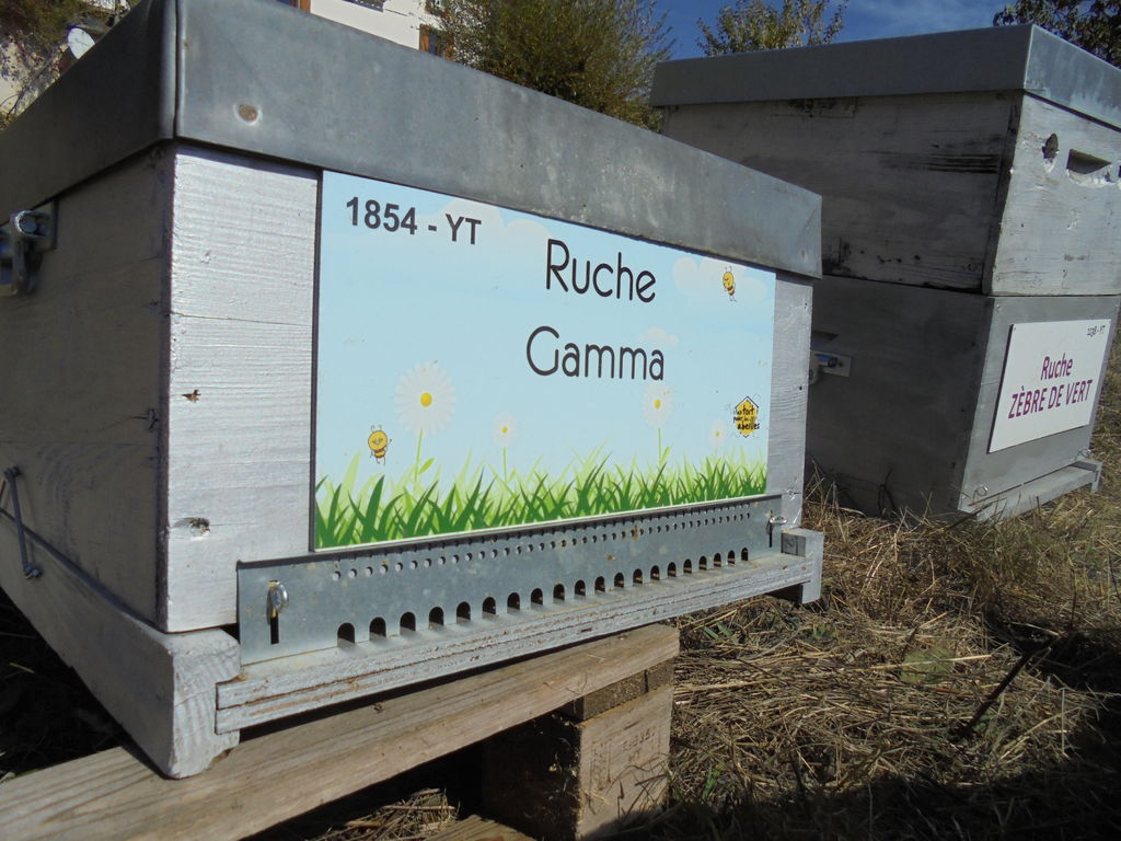 La ruche Gamma