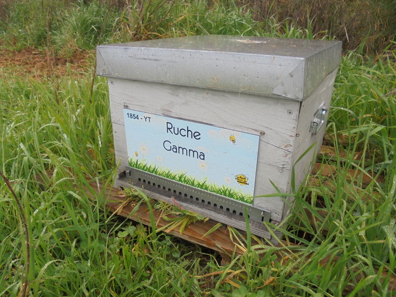La ruche Gamma