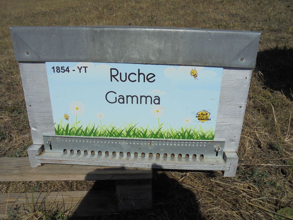 La ruche Gamma