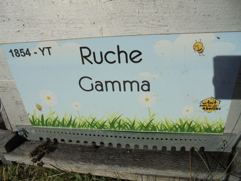 La ruche Gamma
