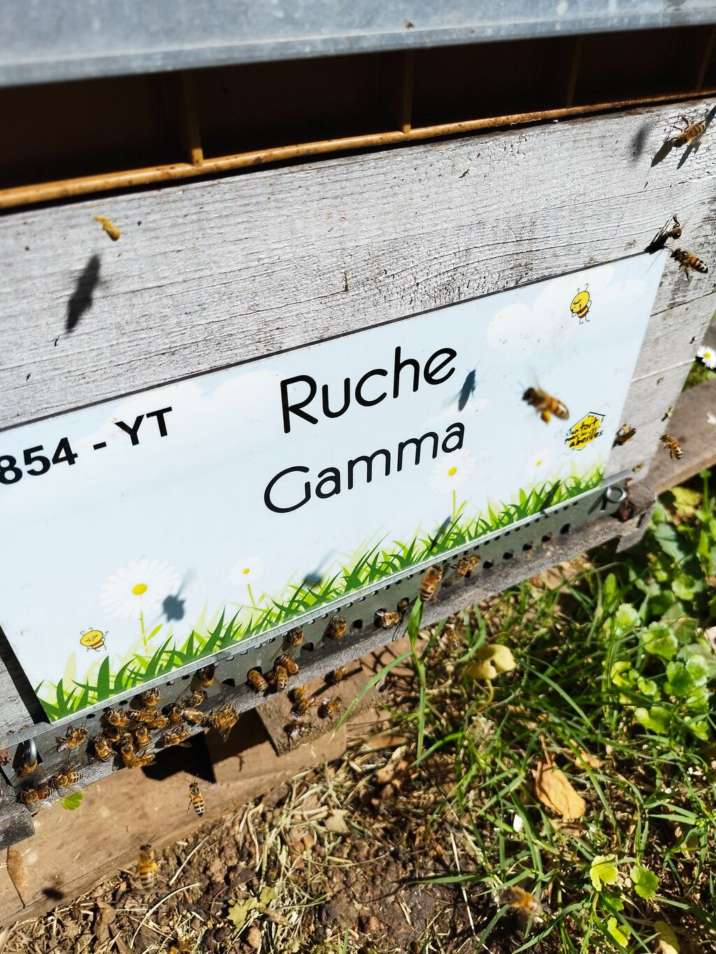 La ruche Gamma