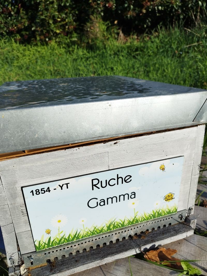 La ruche Gamma