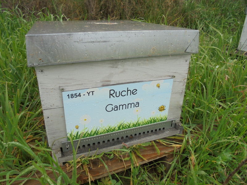 La ruche Gamma
