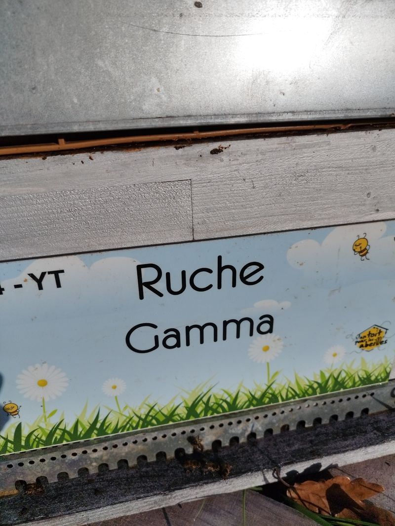 La ruche Gamma