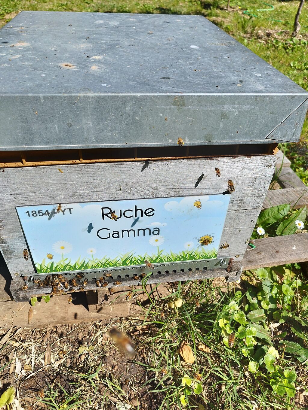 La ruche Gamma
