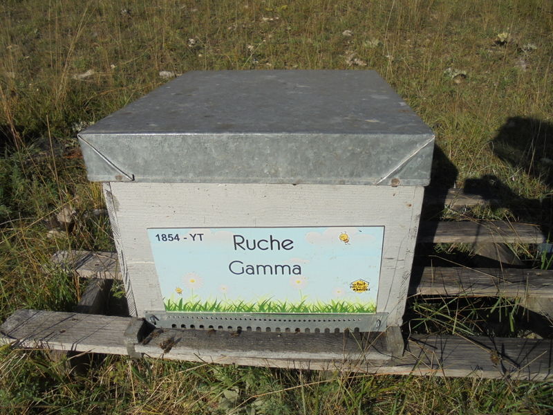 La ruche Gamma