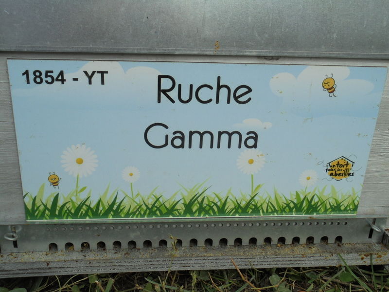 La ruche Gamma