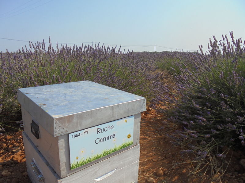 La ruche Gamma