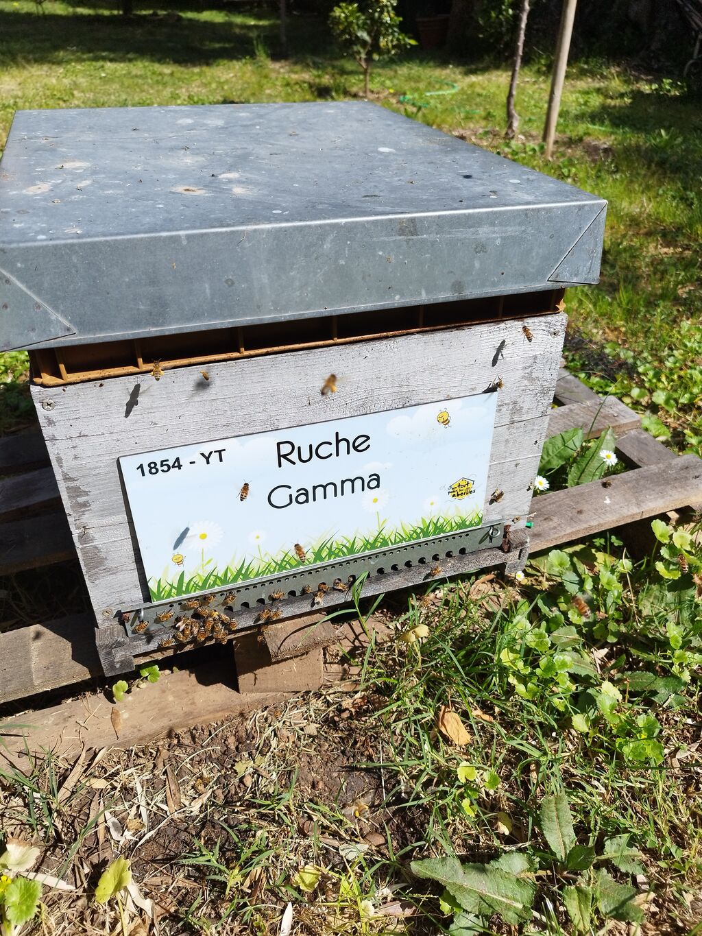 La ruche Gamma