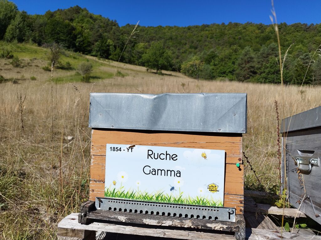 La ruche Gamma
