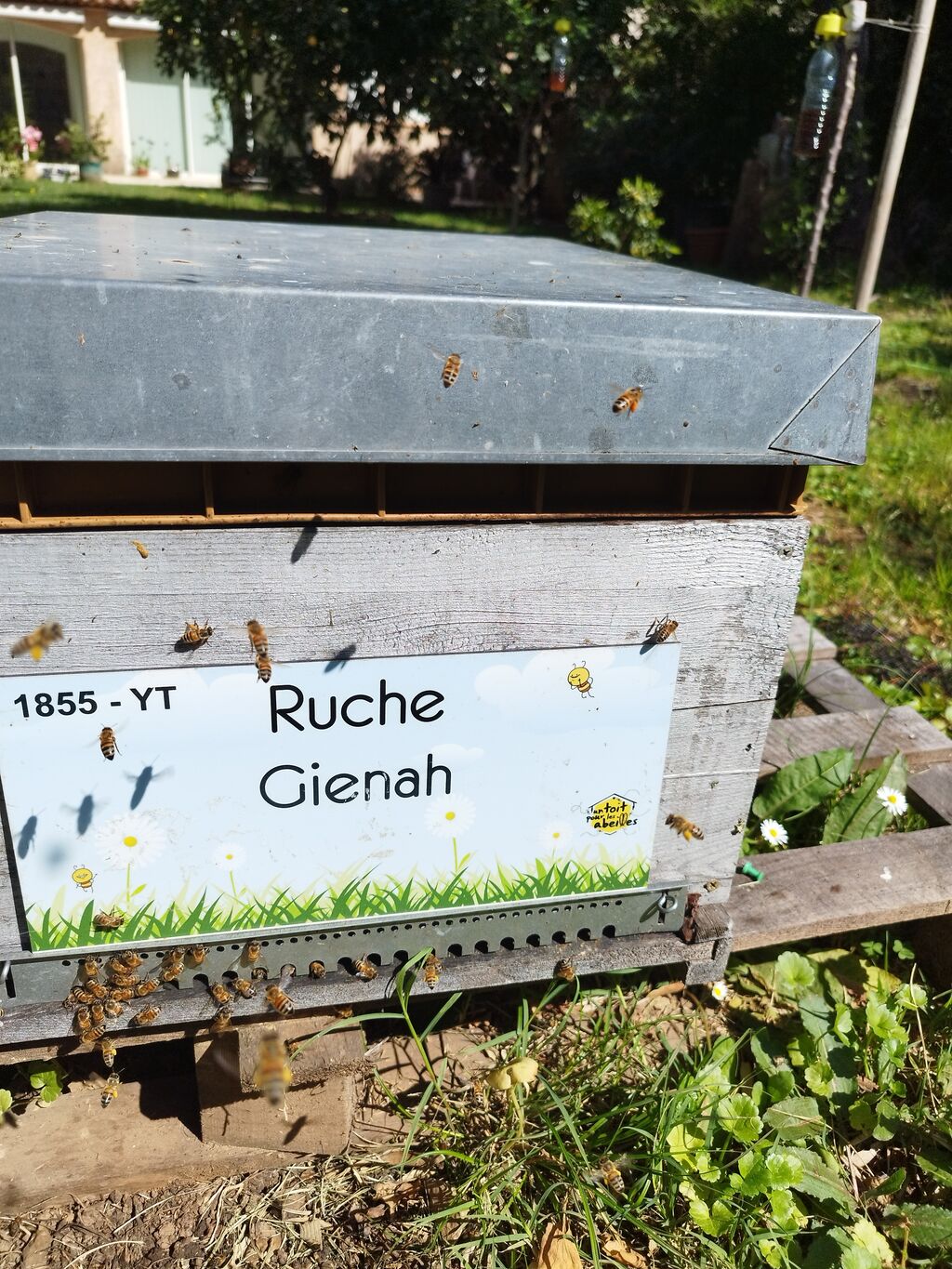La ruche Gienah