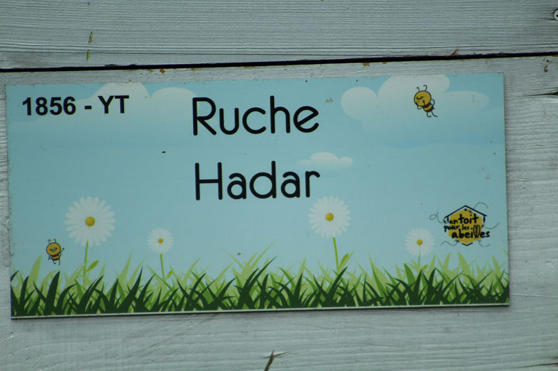 La ruche Hadar