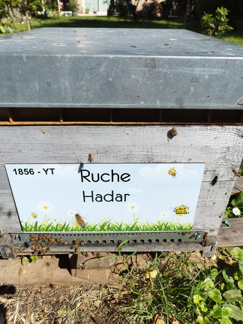 La ruche Hadar