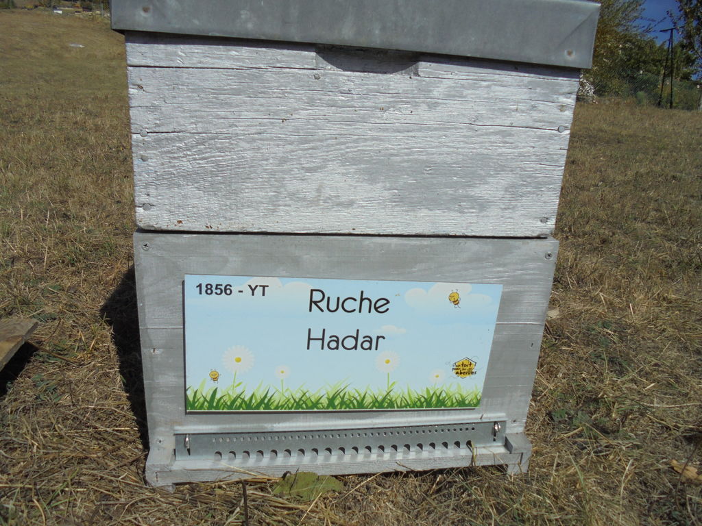 La ruche Hadar