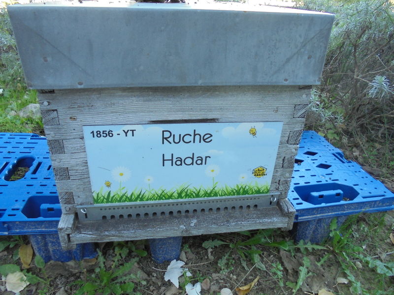 La ruche Hadar