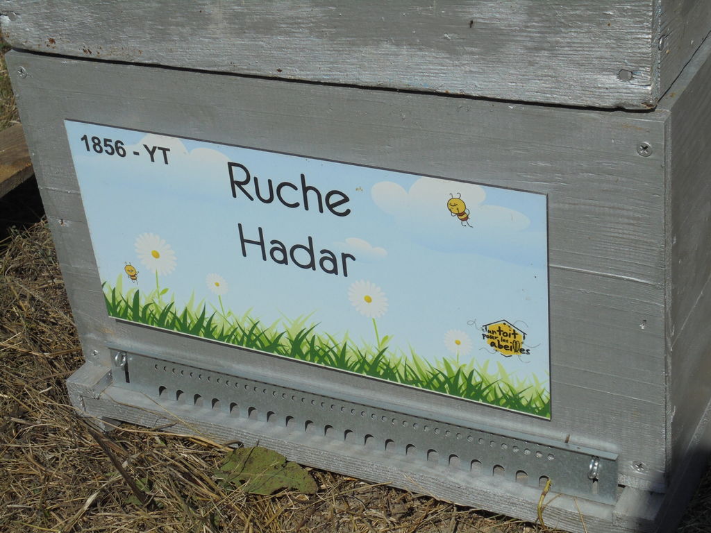 La ruche Hadar