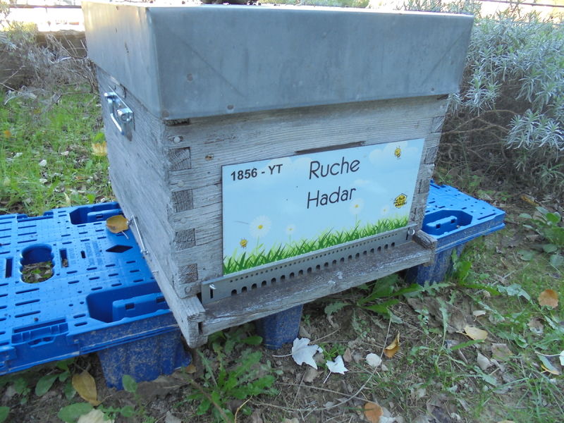 La ruche Hadar
