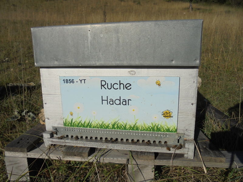 La ruche Hadar