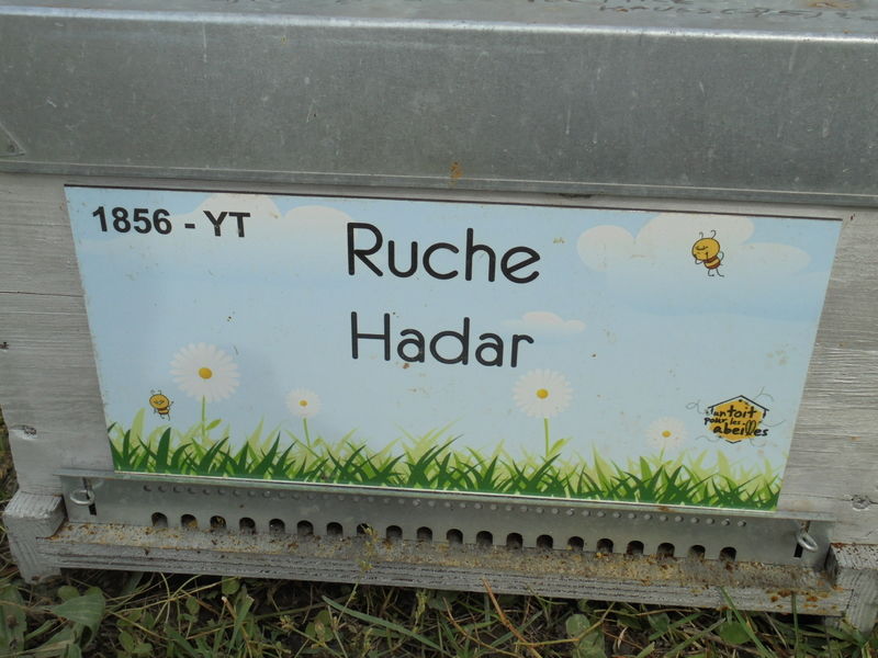 La ruche Hadar