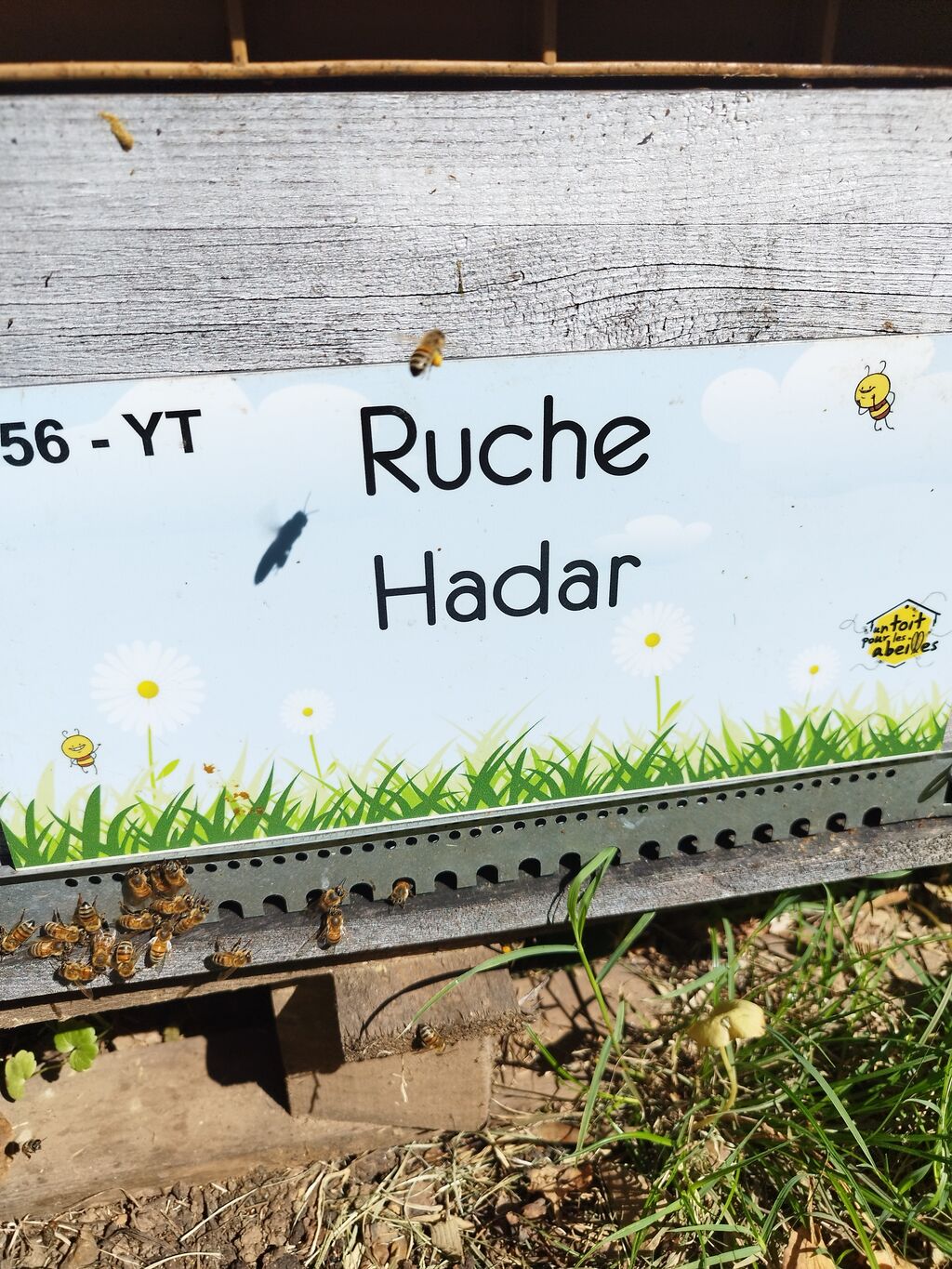 La ruche Hadar