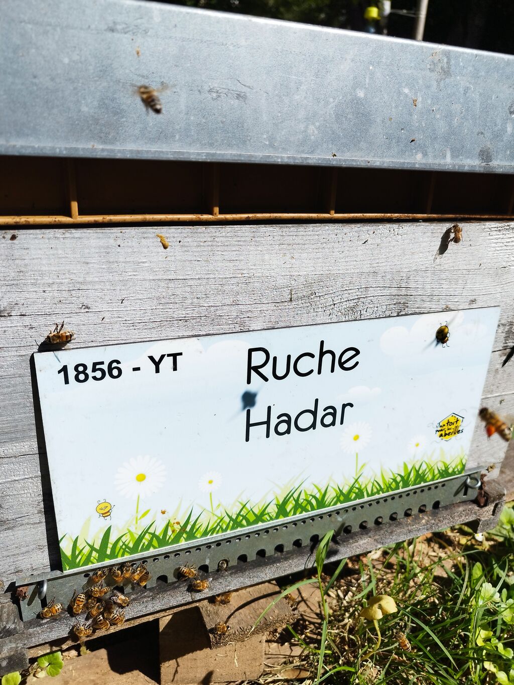 La ruche Hadar