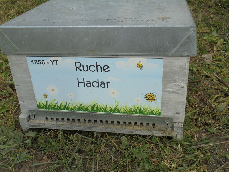 La ruche Hadar