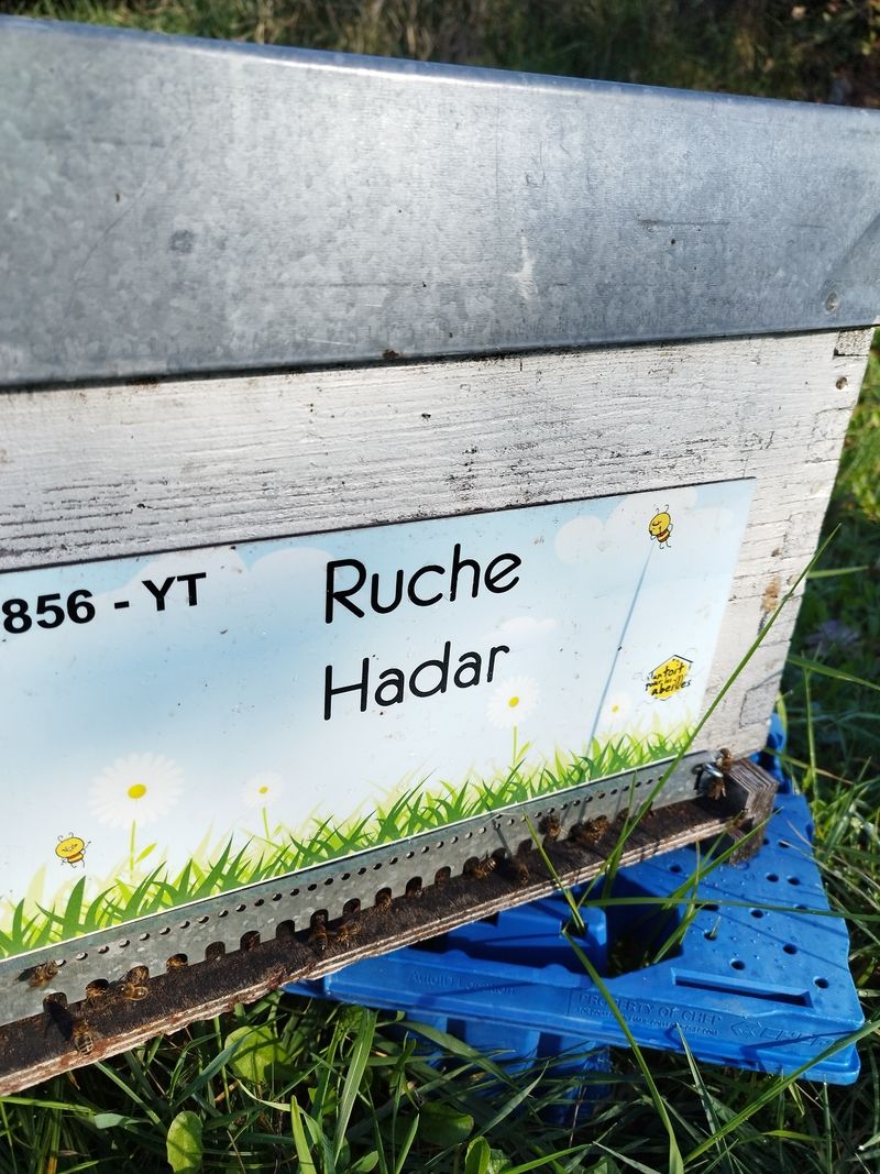 La ruche Hadar
