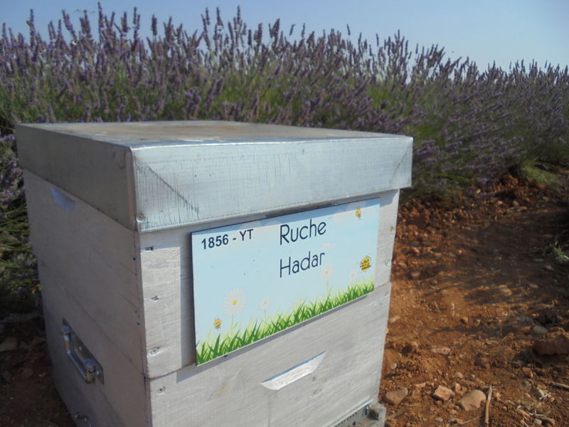 La ruche Hadar