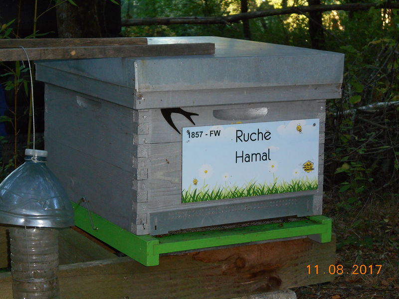 La ruche Hamal