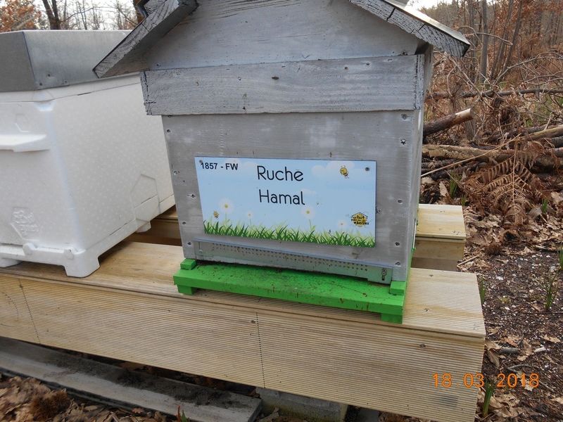 La ruche Hamal