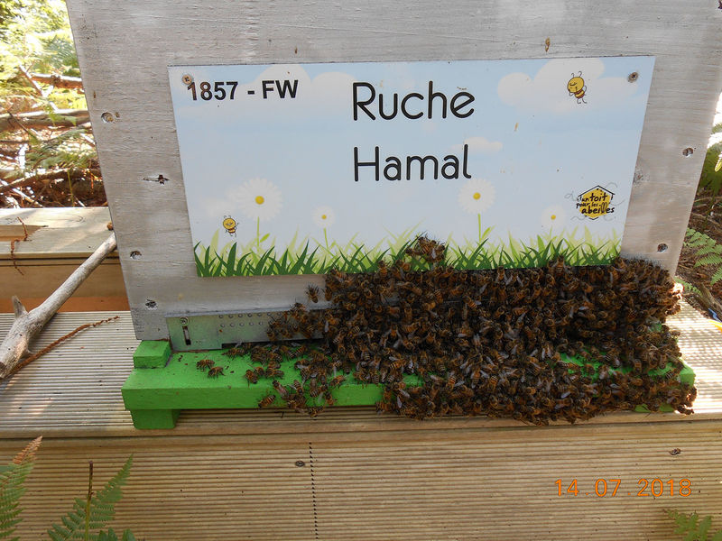 La ruche Hamal