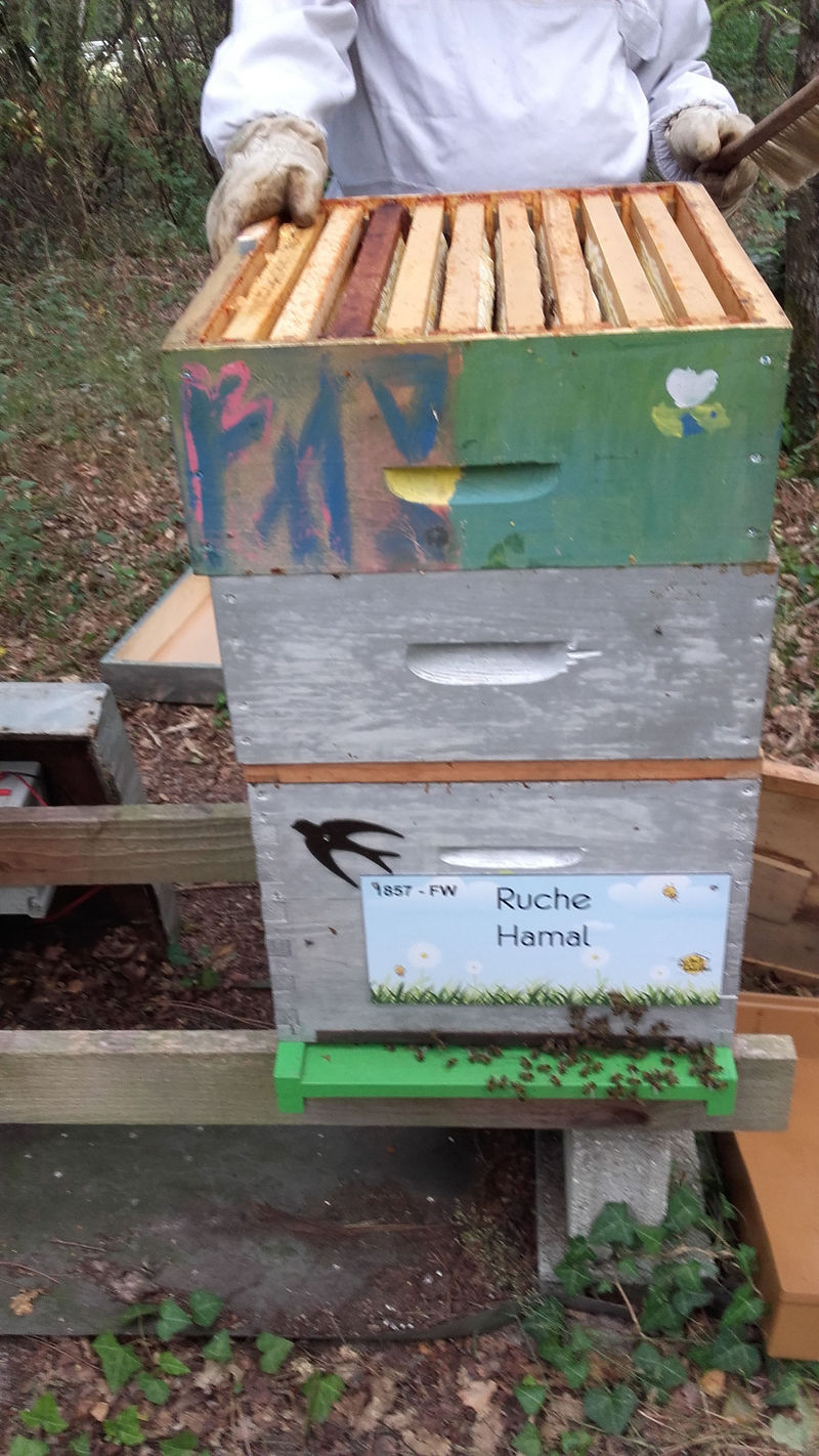La ruche Hamal