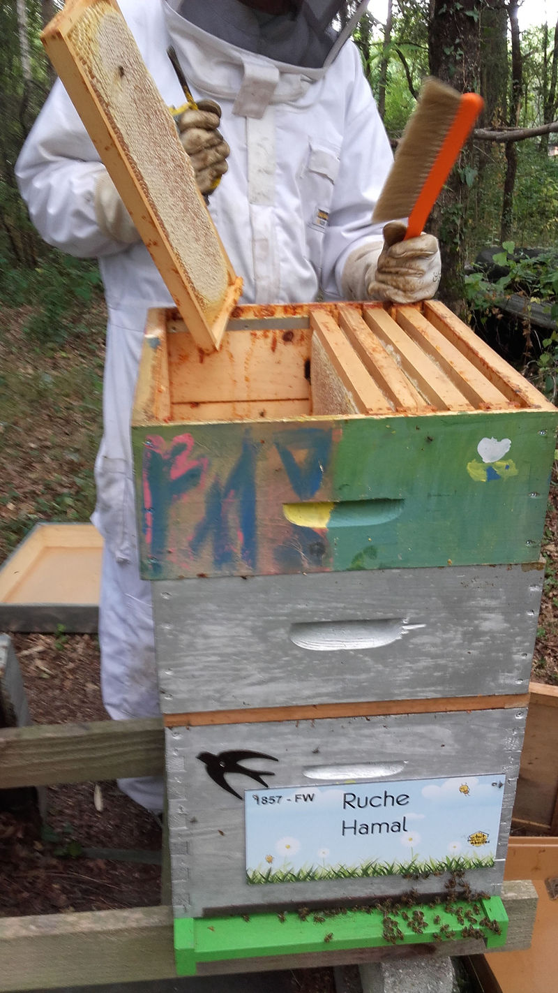 La ruche Hamal