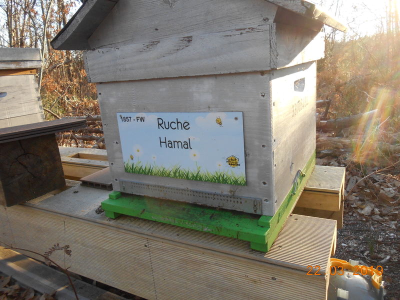 La ruche Hamal