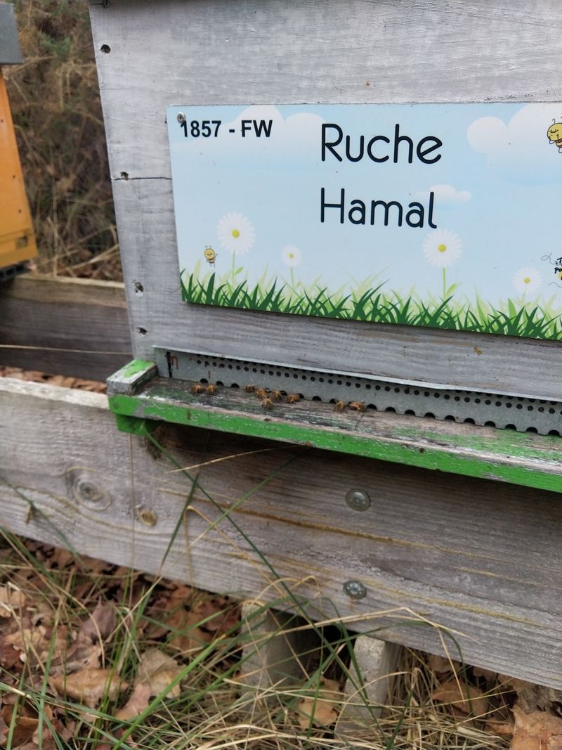 La ruche Hamal